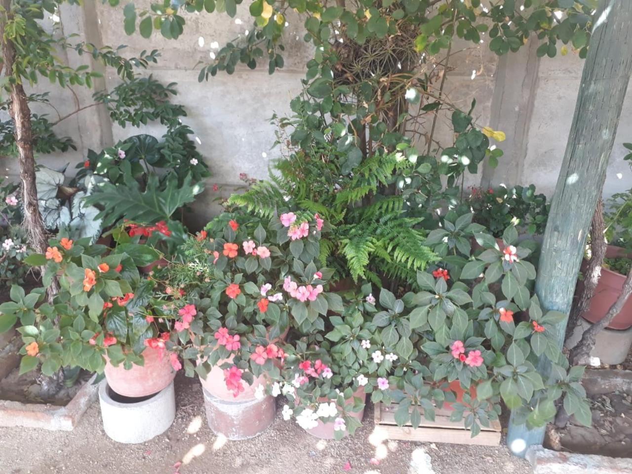 La Casa De Las Flores Lolol エクステリア 写真